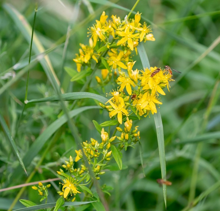 01. Aigremoine / Agrimony