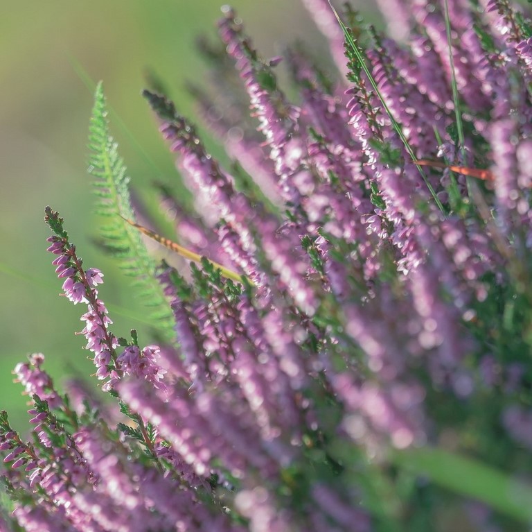 14. Bruyère / Heather