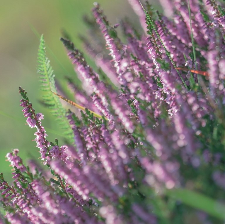 14. Bruyère / Heather