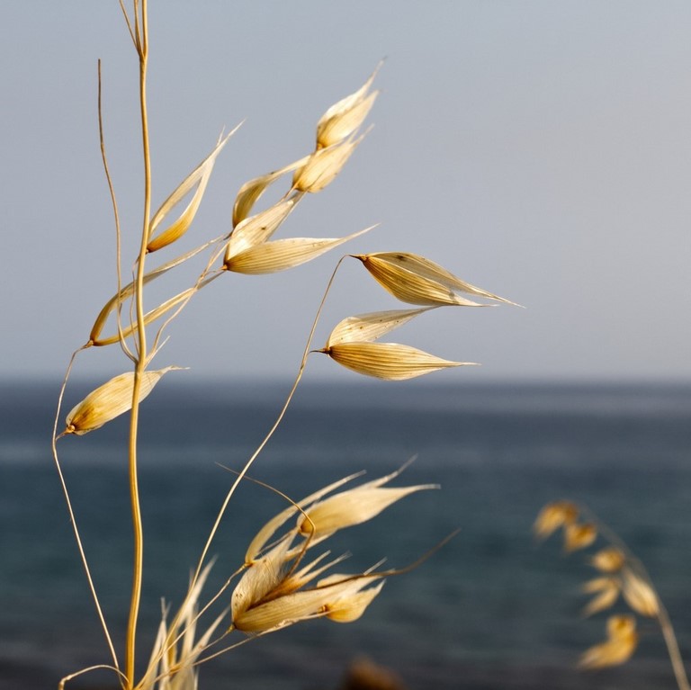 36. Folle avoine / Wild oat