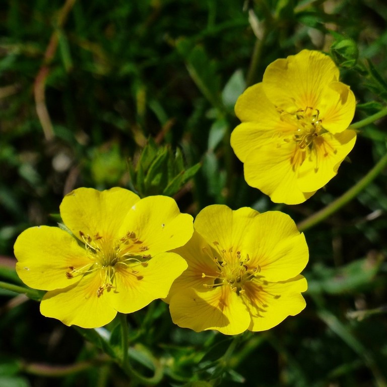 26. Hélianthème / Rock rose