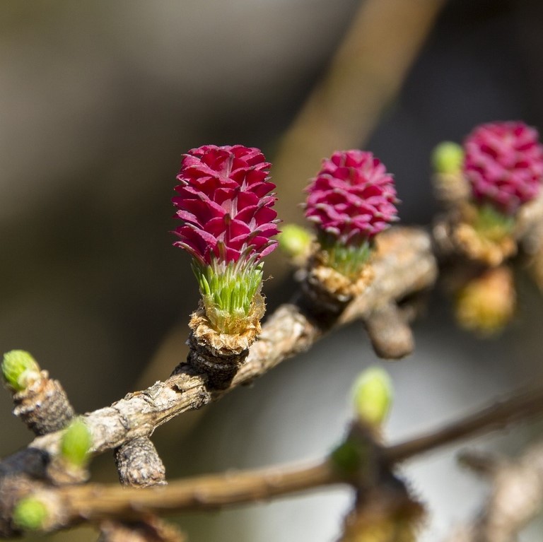 19. Mélèze / Larch