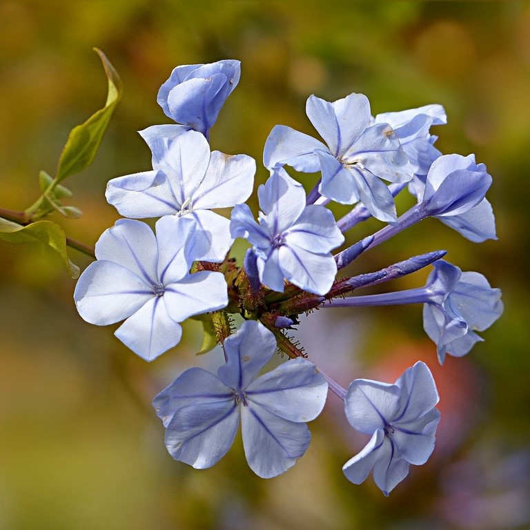 05. Plumbago / Cerato