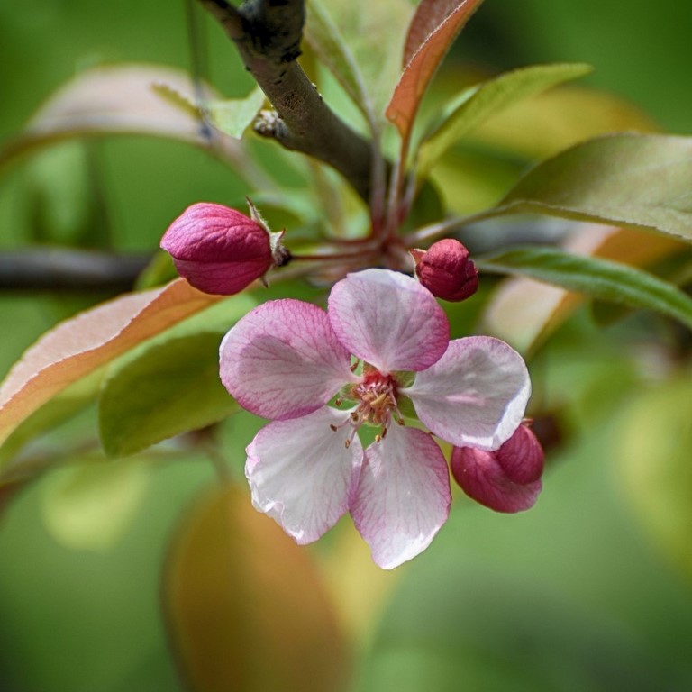 10. Pommier sauvage / Crab apple