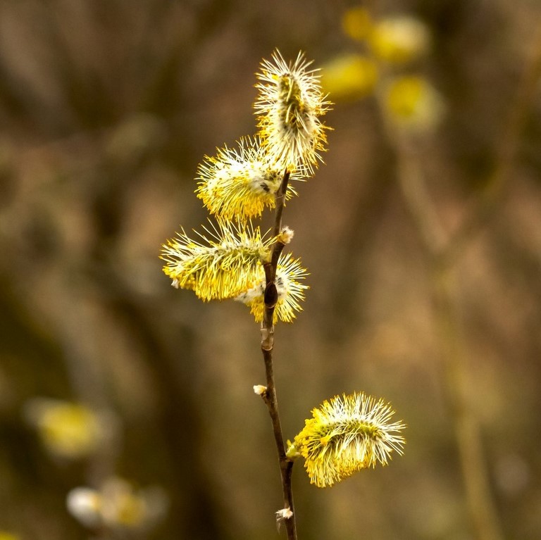 38. Saule / Willow