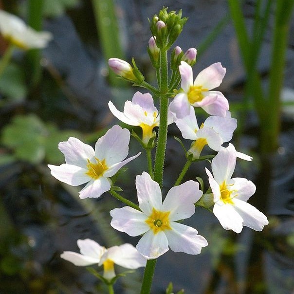 34. Violette d'eau / Water violet