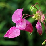 18. Balsamine / Impatiens