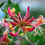 16. Chèvrefeuille / Honeysuckle