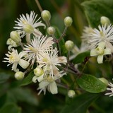 09. Clématite / Clematis