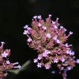 31. Verveine / Vervain